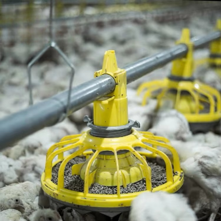 Chicken and poultry agricultur - Farming Equipment For Agriculture review and price