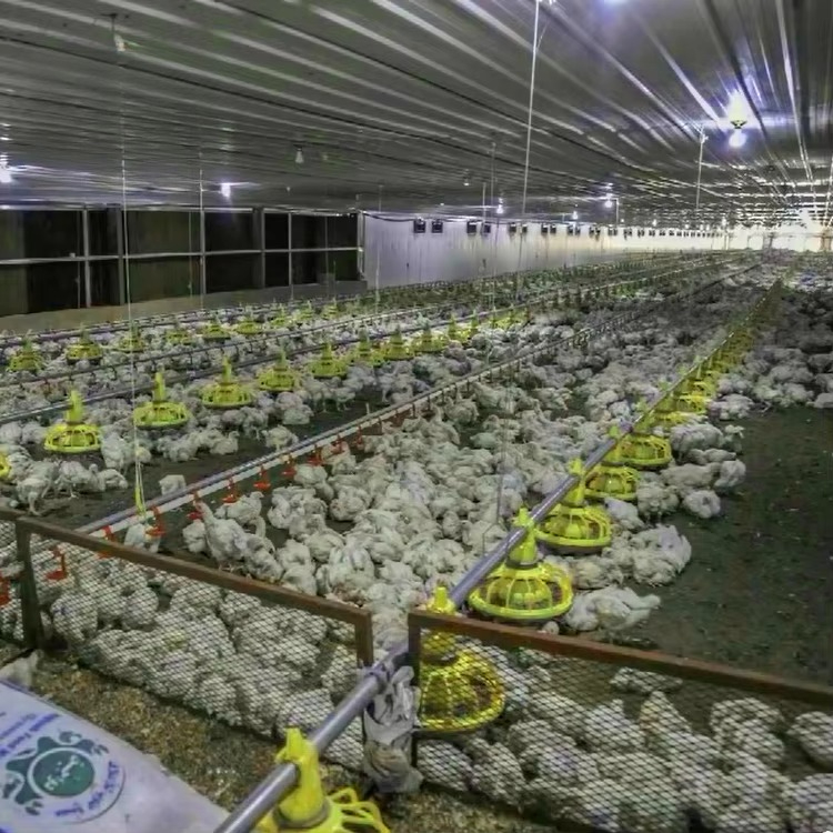Chicken and poultry agricultur - Farming Equipment For Agriculture review and price
