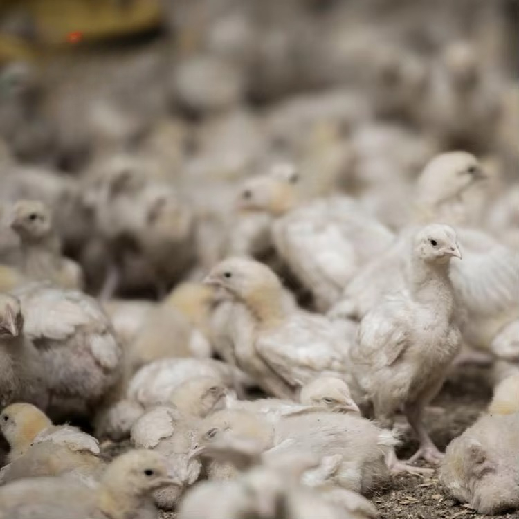 Chicken and poultry agricultur - Farming Equipment For Agriculture review and price